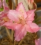 Azalia lepka (Rhododendron viscosum) Jolie Madame